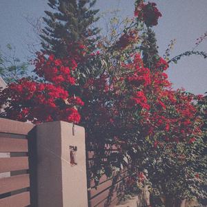 成人香蕉视频下载
